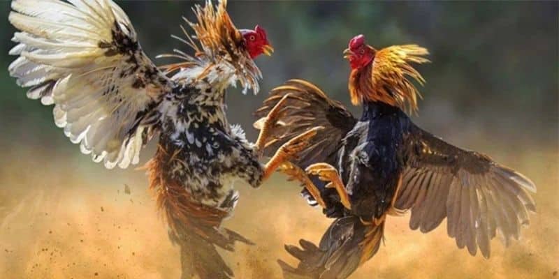 Nhà cái tập hợp nhiều trận đấu đá gà trực tiếp C1 từ khắp nơi trên thế giới